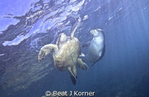 Interaction between a Green Turtle and the rare Hawaiian ... by Beat J Korner 